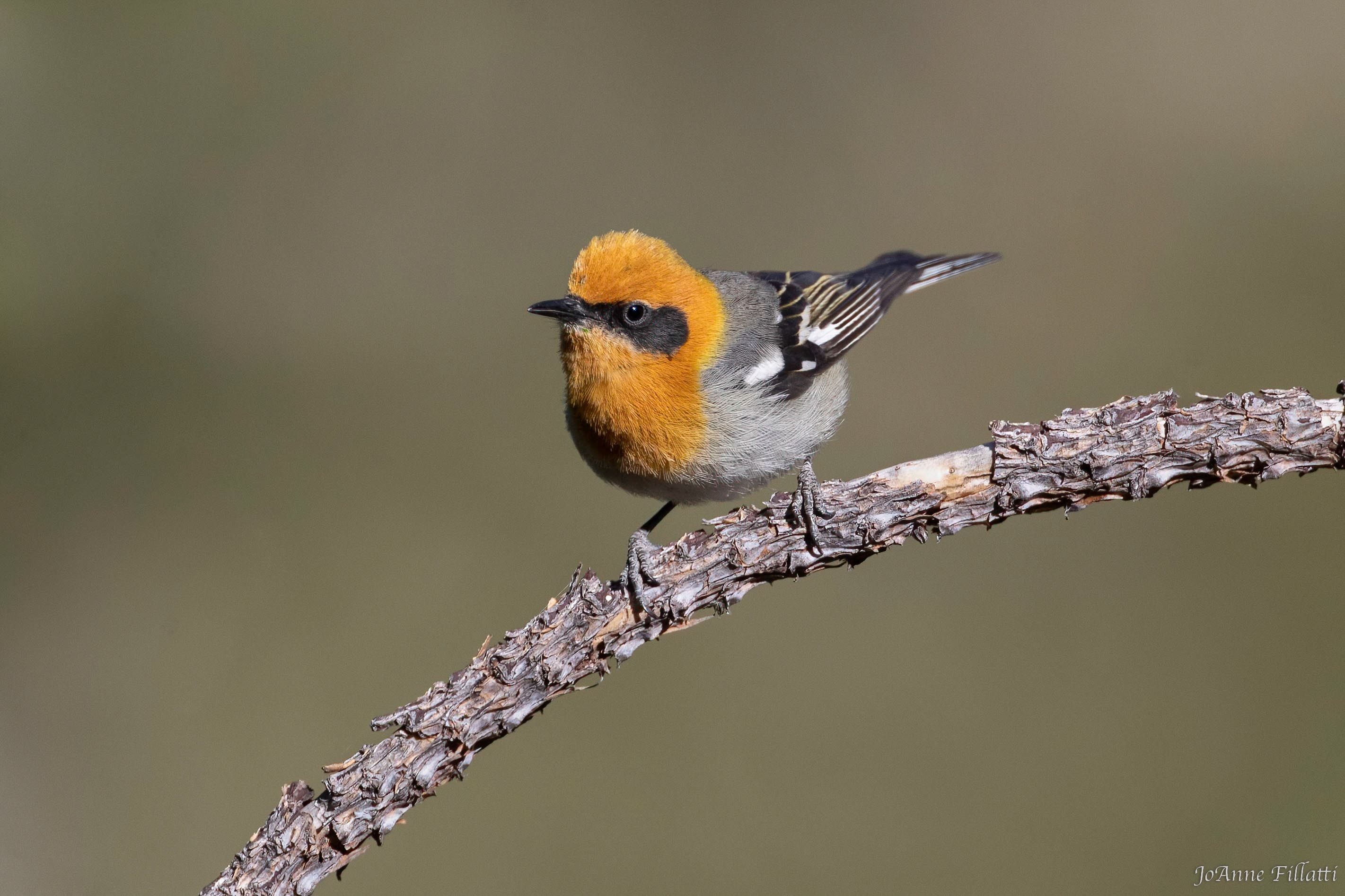 bird of arizona image 13